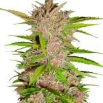 Fast Buds - Fastberry Automatic (3 Samen Packung)