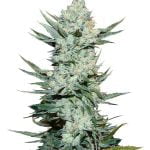 Fast Buds - Tangie'Matic (3 Samen Packung)