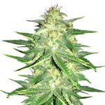 Fast Buds - Lemon AK Automatic (3 Samen Packung)