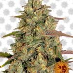 Barney's Farm Amnesia Lemon (5 Samen Packung)