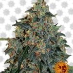 Barney's Farm Blueberry OG (5 Samen Packung)