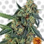 Barney's Farm Cookies Kush (3 Samen Packung)