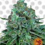 Barney's Farm Critical Kush (5 Samen Packung)