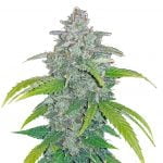 Fast Buds - Blue Dream 'Matic (5 Samen Packung)