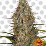 Barney's Farm Glue Gelato Automatic (5 Samen Packung)