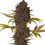 Fast Buds - LSD-25 Automatic (3 Samen Packung)