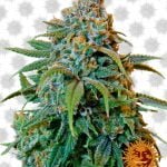 Barney's Farm Liberty Haze (3 Samen Packung)