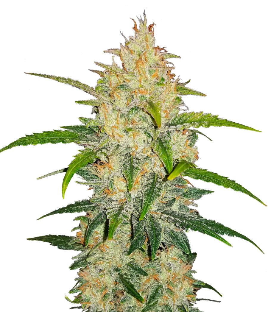 Fast Buds - Zkittlez Automatic (5 Samen Packung)