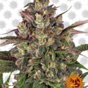 Barney's Farm Peyote Critical (5 Samen Packung)