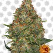 Barney's Farm Pineapple Express Auto (5 Samen Packung)