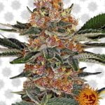 Barney's Farm Purple Punch (3 Samen Packung)