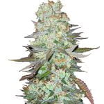 Fast Buds - G14 Automatic (3 Samen Packung)