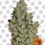 Barney's Farm Tangerine Dream (5 Samen Packung)