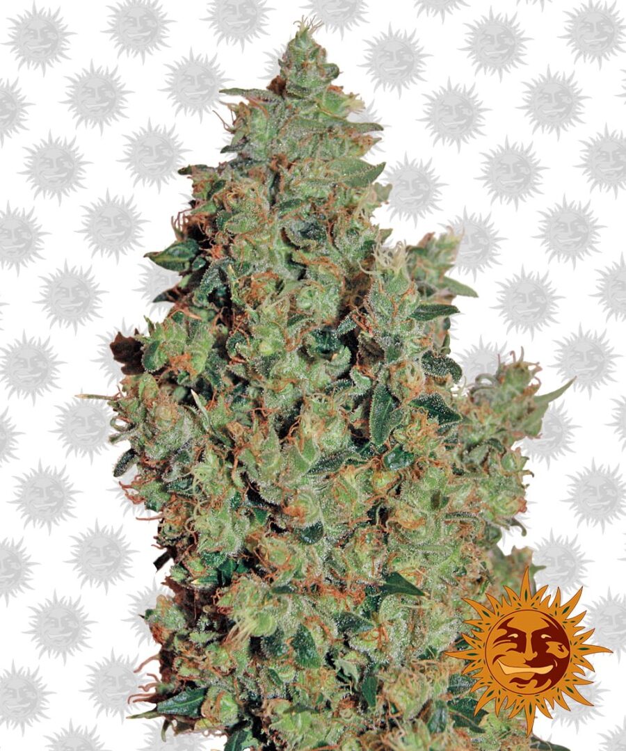 Barney's Farm Tangerine Dream (5 Samen Packung)