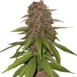 Fast Buds - C4 Automatic (3 Samen Packung)