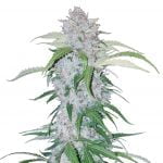 Fast Buds - Six Shooter Automatic (3 Samen Packung)