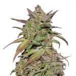 Fast Buds - Smoothie Automatic (5 Samen Packung)