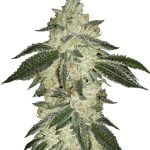 Fast Buds - Green Crack Automatic (5 Samen Packung)