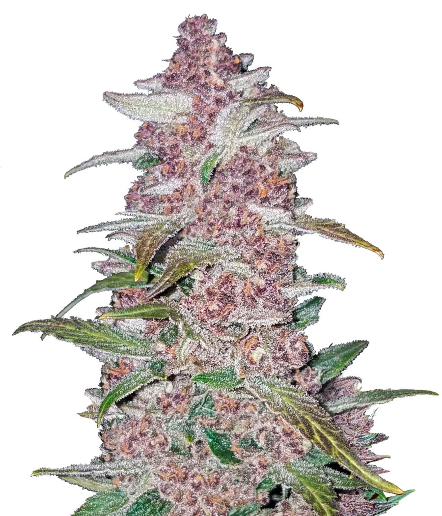 Fast Buds - Blackberry Automatic (3 Samen Packung)