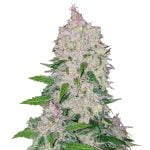 Fast Buds - Stardawg Automatic (3 Samen Packung)