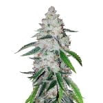 Fast Buds - West Coast OG Automatic (3 Samen Packung)