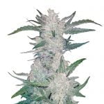 Fast Buds - Rhino Ryder Automatic (3 Samen Packung)