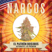 Narcos El Patrón Dosidos Autoflowering (3 seeds pack)
