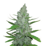 Narcos Grieselda White Widow Feminized (3 Samen Packung)