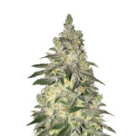 Narcos Kingping Kush Feminized (3 Samen Packung)