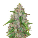 Narcos Pablo's Gelato Gold Autoflowering (5 Samen Packung)