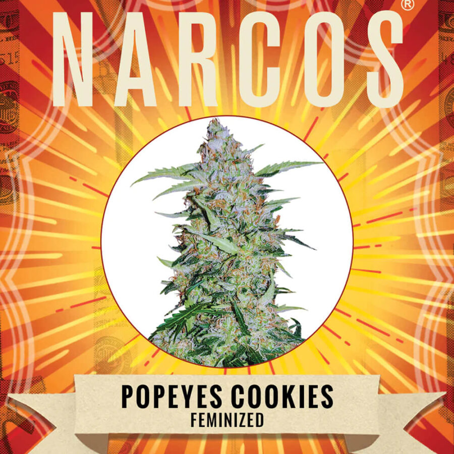 Narcos Popeyes Cookies Feminized (3 seeds pack)