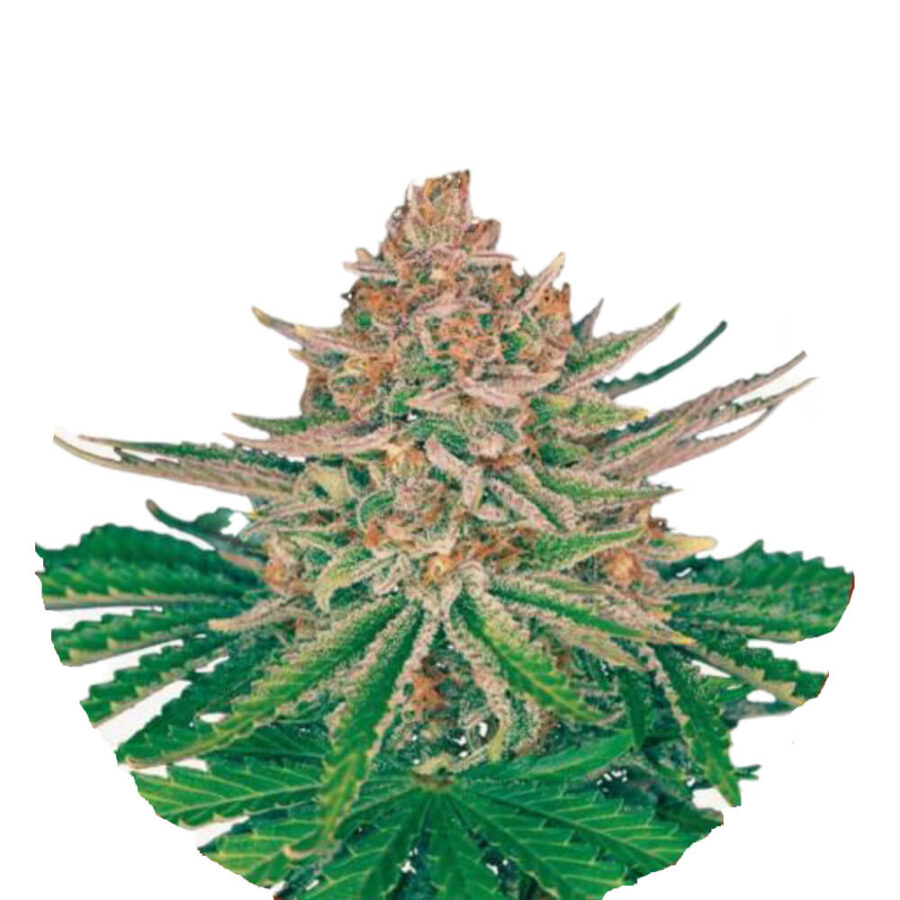 Narcos Strawberry Merengue Autoflowering (3 Samen Packung)