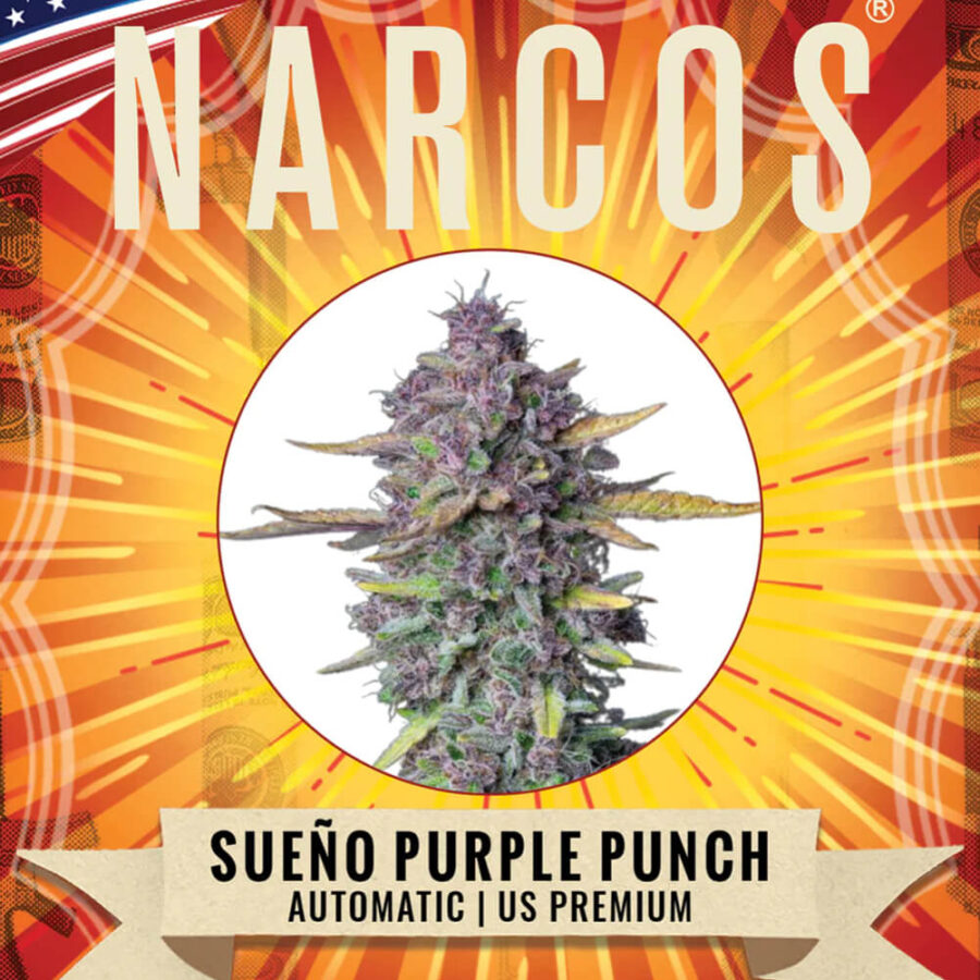 Narcos Sueño Purple Punch Autoflowering (3 Samen Packung)