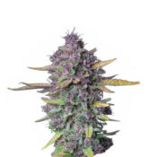 Narcos Sueño Purple Punch Autoflowering (3 Samen Packung)