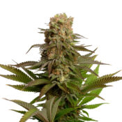 Amsterdam Genetics - Kosher Choco Kush (5 Samen Packung)