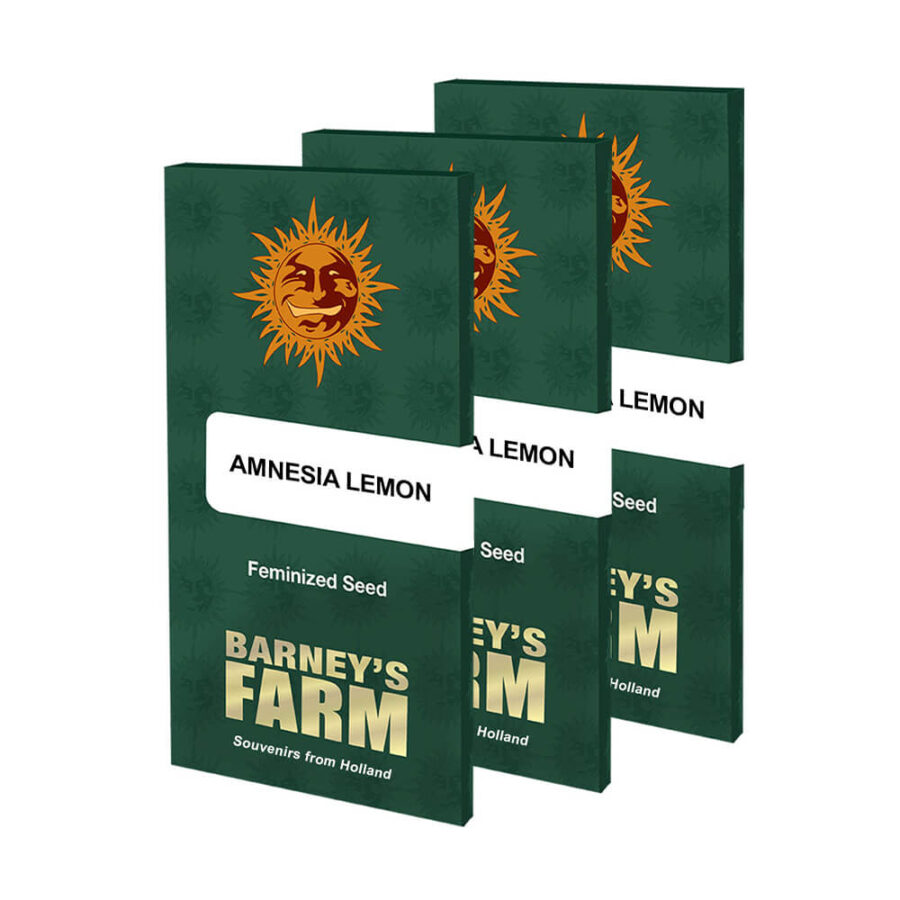 Barney's Farm Amnesia Lemon (3 Samen Packung)