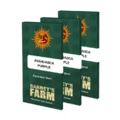 Barney's Farm Ayahuasca Purple (5 Samen Packung)