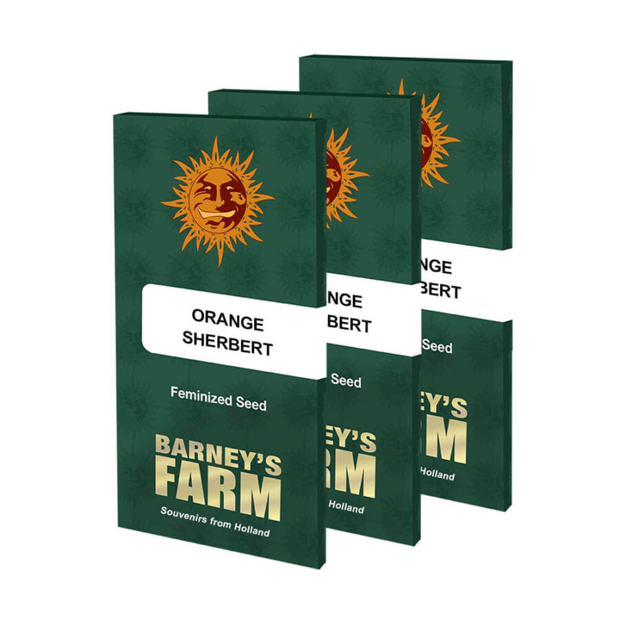 Barney's Farm Orange Sherbert (3 Samen Packung)