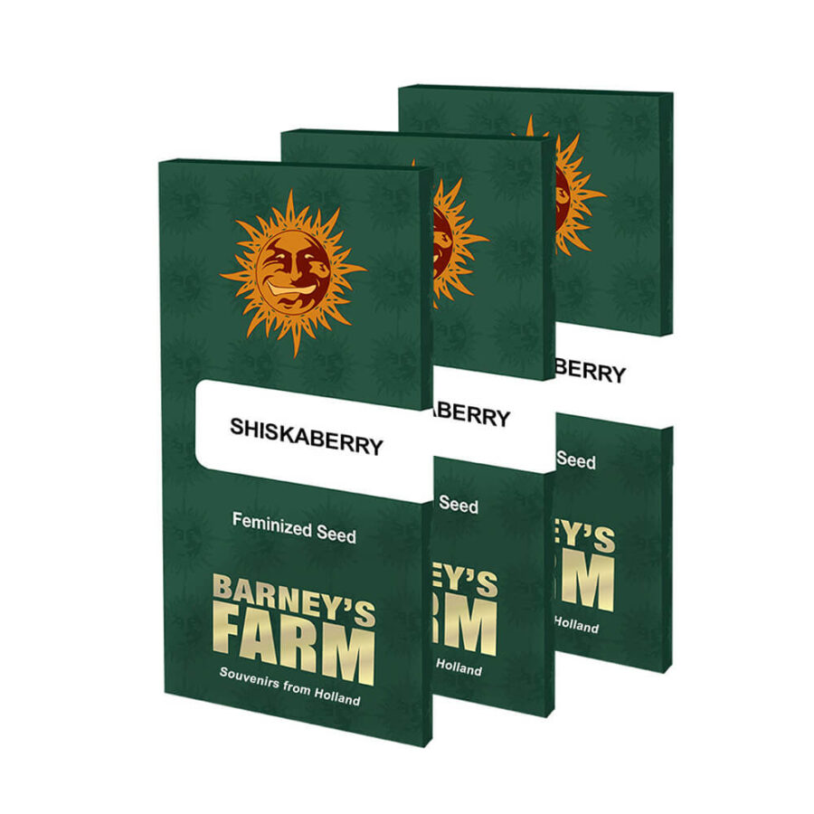 Barney's Farm ShiskaBerry (5 Samen Packung)