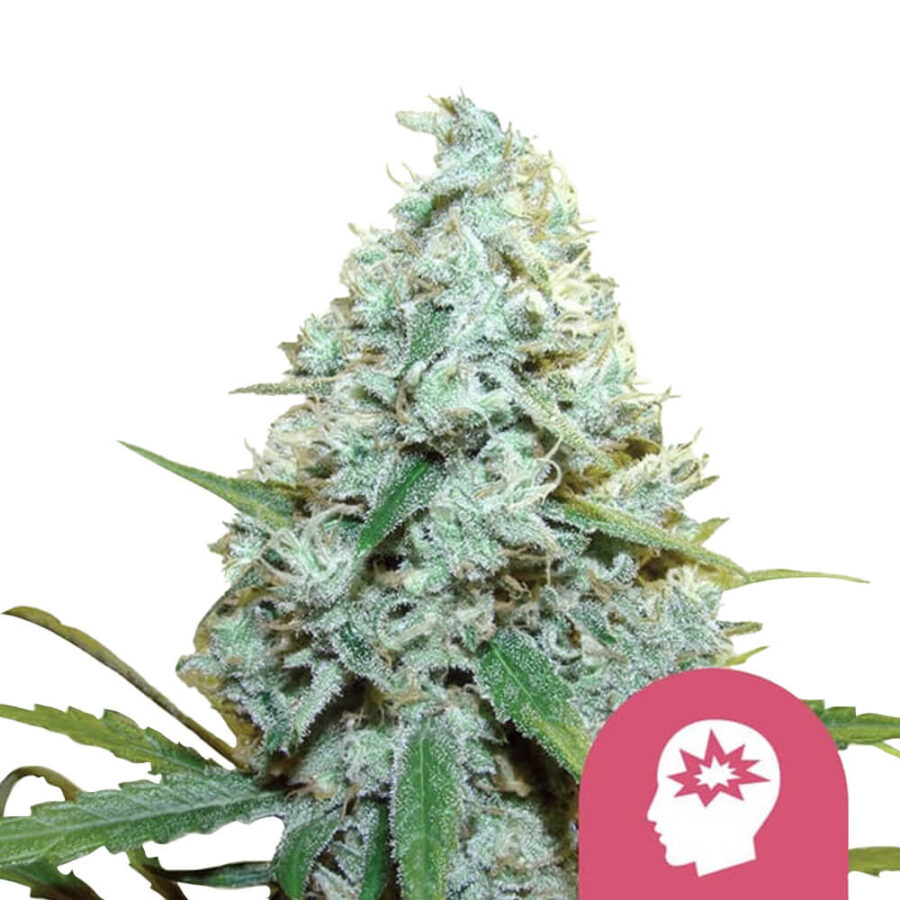 Royal Queen Seeds AMG feminized cannabis seeds (5 Samen Packung)