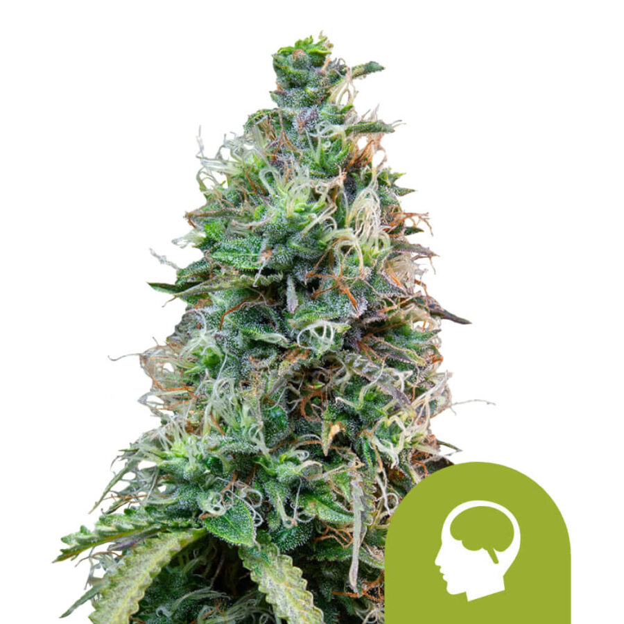 Royal Queen Seeds Amnesia Haze Auto autoflowering cannabis seeds (5 Samen Packung)