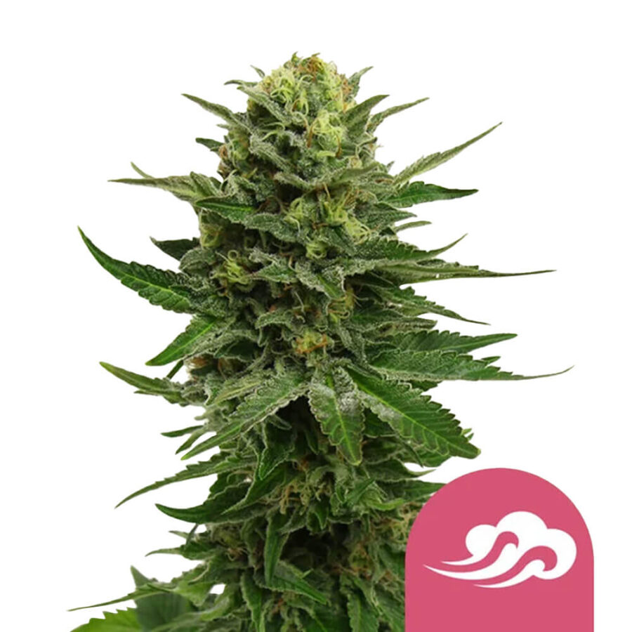 Royal Queen Seeds Blue Mystic feminized cannabis seeds (5 Samen Packung)