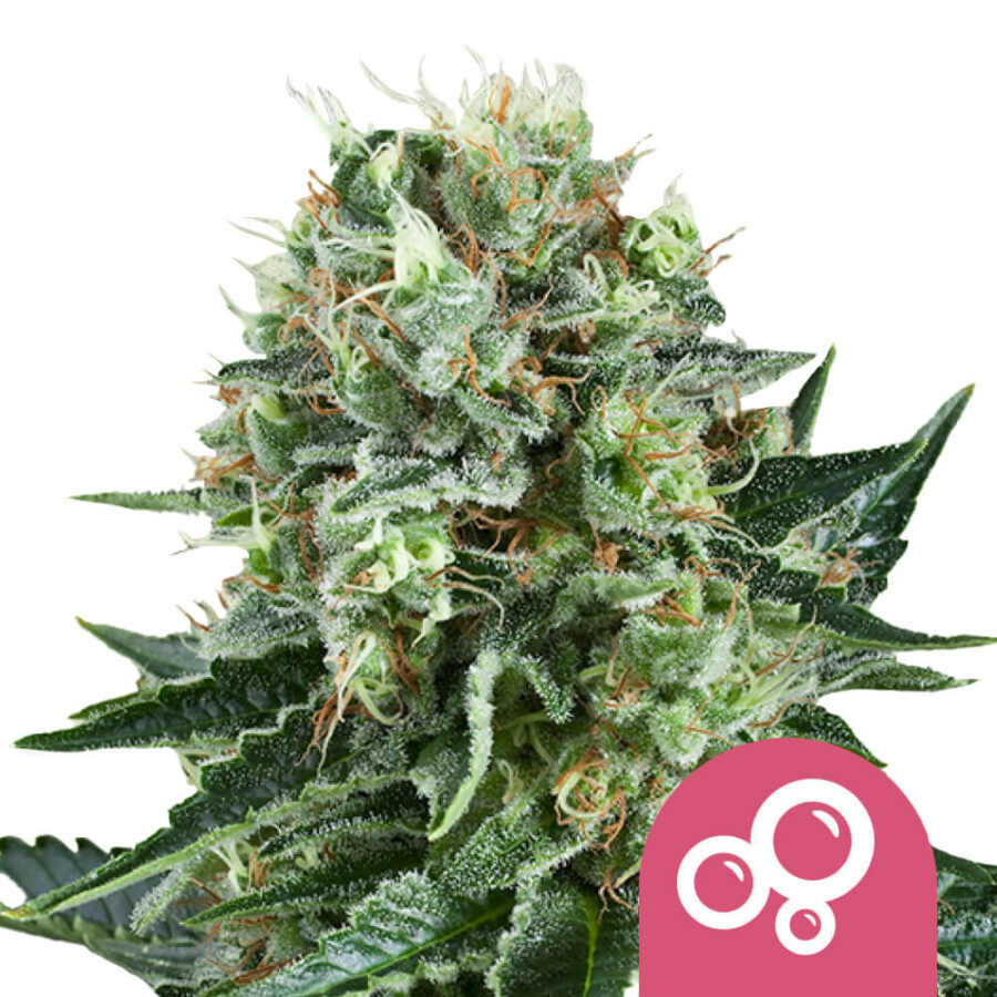 Royal Queen Seeds Bubble Kush feminized cannabis seeds (5 Samen Packung)