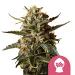 Royal Queen Seeds Bubblegum XL feminized cannabis seeds (5 Samen Packung)