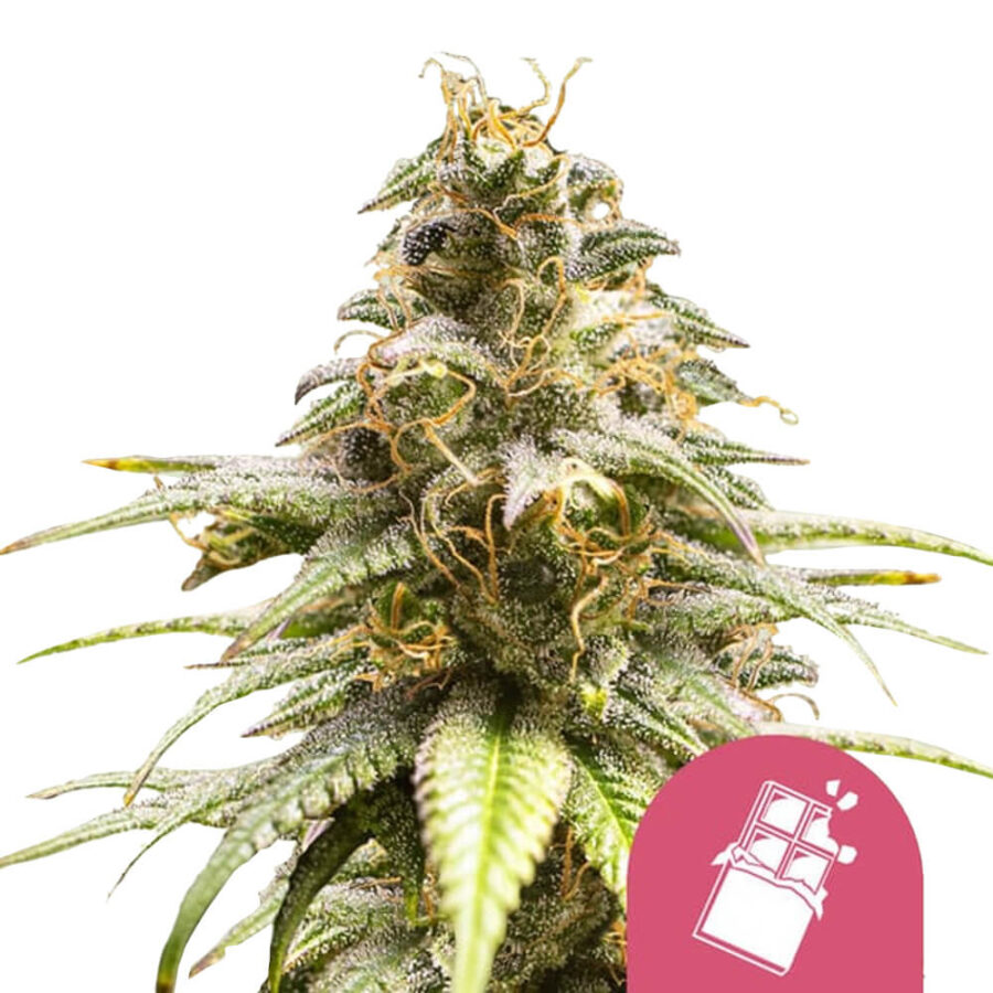 Royal Queen Seeds Chocolate Haze feminized cannabis seeds (5 Samen Packung)