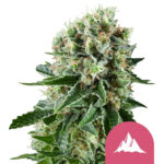 Royal Queen Seeds Critical Kush feminized cannabis seeds (5 Samen Packung)