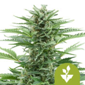 Royal Queen Seeds Easy Bud autoflowering cannabis seeds (5 Samen Packung)