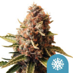 Royal Queen Seeds Euphoria CBD cannabis seeds (5 Samen Packung)