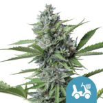 Royal Queen Seeds Fast Eddy Auto CBD cannabis seeds (5 Samen Packung)