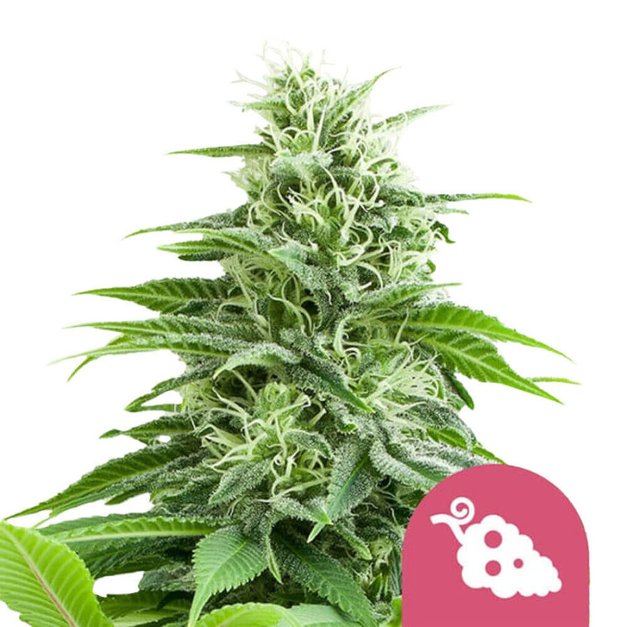 Royal Queen Seeds Fruit Spirit feminized cannabis seeds (5 Samen Packung)